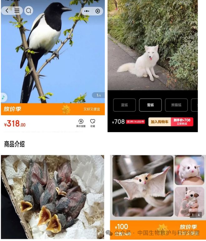 都有请下架野生动物买卖｜志愿者反映开元棋
