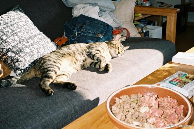 ?新手养宠分享用过最省心的自制鲜粮神器开元棋牌app哪款牌子宠物料理机好用(图3) ?新手养宠分享用过最省心的自制鲜粮神器开元棋牌app哪款牌子宠物料理机好用(图3)